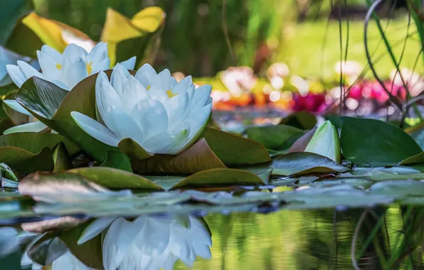 Picture summer, Lily, water, bokeh, water lily