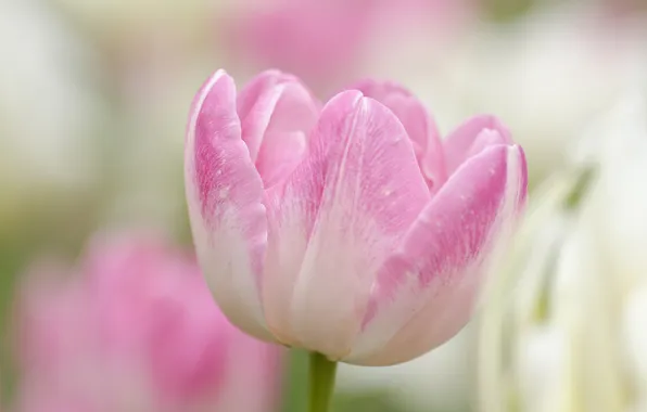 Picture flower, paint, Tulip, spring, petals