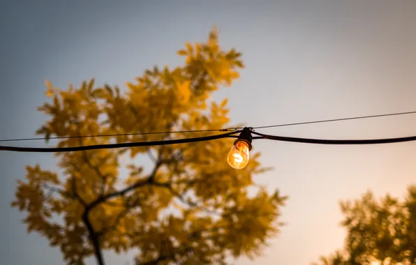 Light bulb, tree, wire