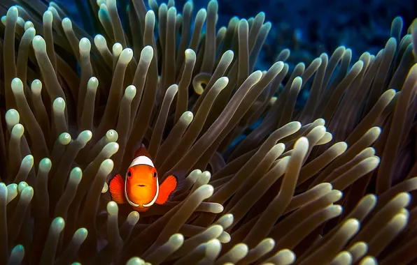 Fish, clown, under, water, vodorosli, Nemo