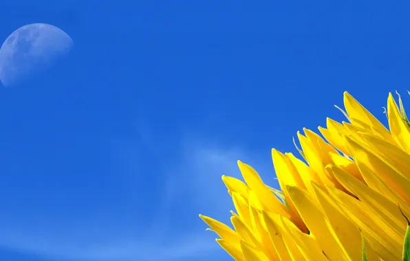 Sunflowers, nature, morning, petals, Sunny