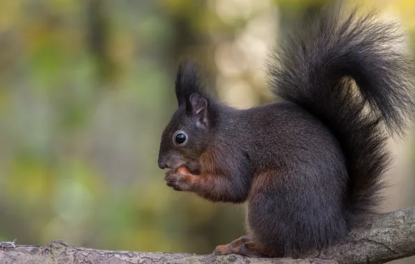 Picture protein, profile, sitting, bokeh