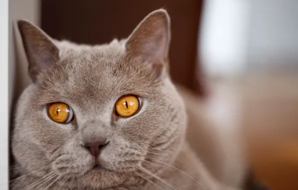 Cat, cat, look, face, portrait, British, bokeh, yellow eyes
