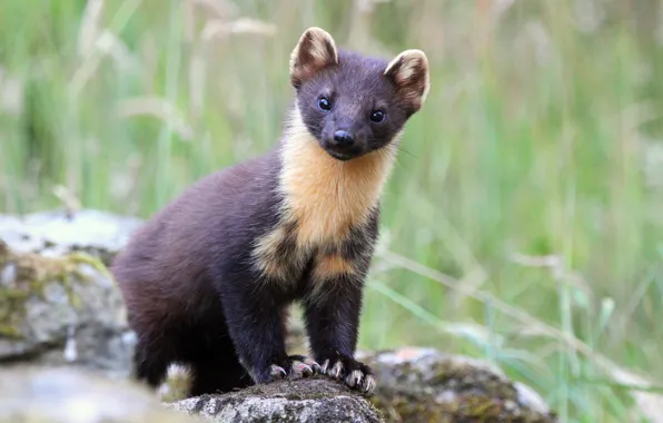 Look, nature, pose, stones, face, bokeh, marten