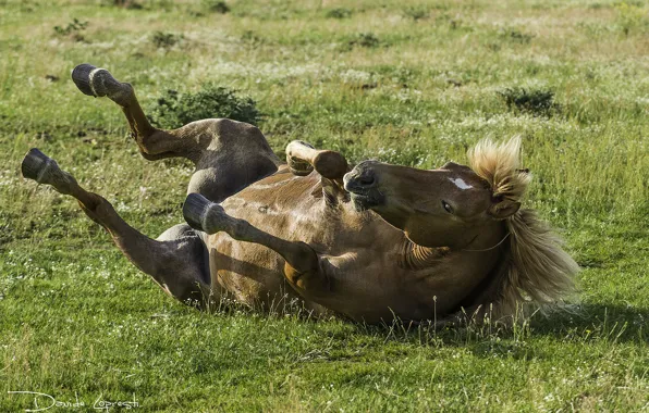 Picture mane, horse, grass, hooves