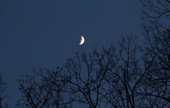 The sky, trees, branches, nature, the moon, spring, the evening, twilight