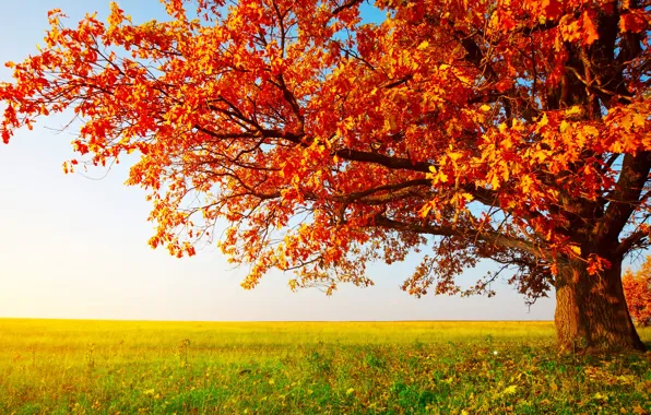 Picture Grass, Nature, Branches, Tree, Autumn, Field