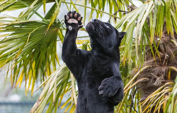 real panther paw