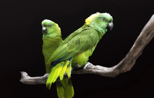 Picture bird, pair, black background, green parrots