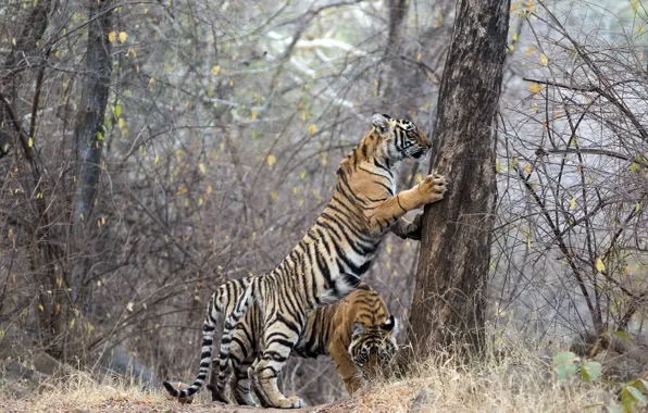 Tigers, Ranthambhore NP, If