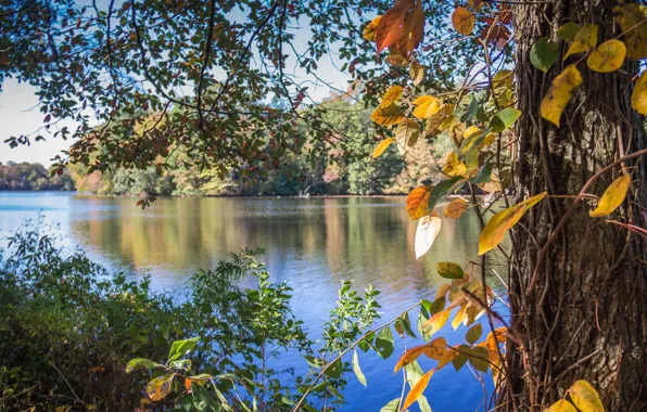Picture autumn, leaves, trees, river