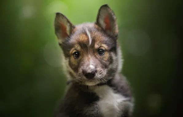 Picture look, background, puppy, face, bokeh, The tamaskan dog
