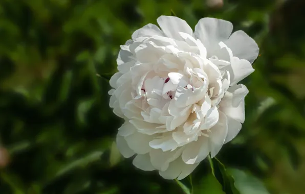 White, flower, leaves, macro, background, bokeh, peony