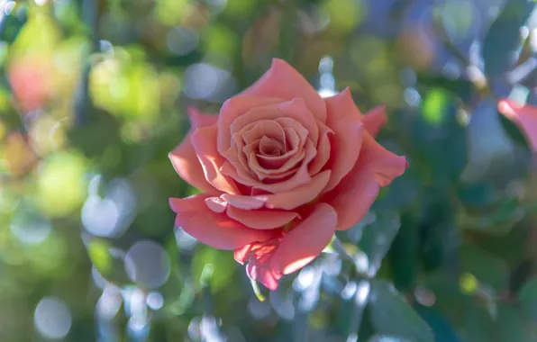 Flowers, background, roses, pink, buds, bokeh, rosette