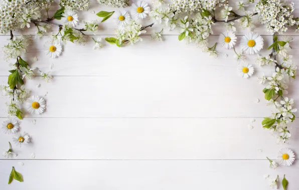 Picture branches, background, chamomile, petals, decor, the flowers are white