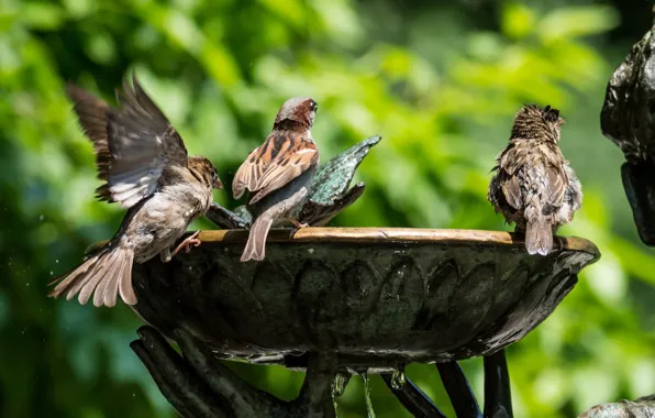 Greens, water, birds, fountain, sparrows