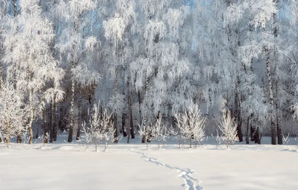 Winter, frost, forest, light, snow, trees, traces, nature