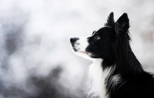 Winter, look, face, nature, background, black, portrait, dog