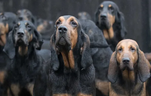 Picture dogs, rain, East Anglian Bloodhounds