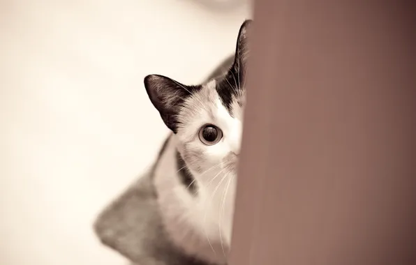 Cat, cat, eyes, looks