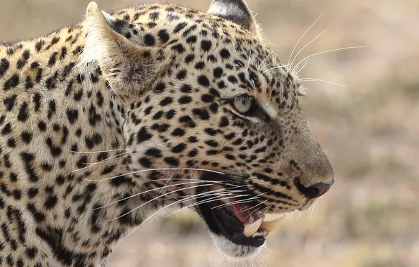 Cat, face, leopard, profile