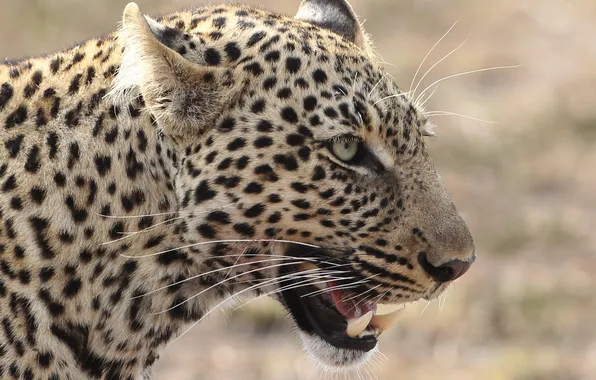 Picture cat, face, leopard, profile