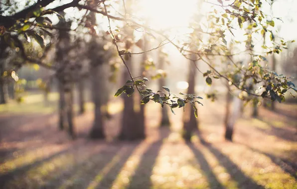 Picture leaves, light, branches, nature