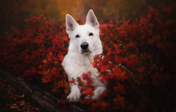 Picture autumn, look, face, dog, the bushes, The white Swiss shepherd dog