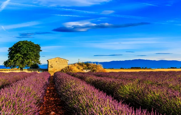 Field, tree, France, house, lavender, Provence, Provence