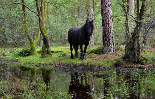 Greens, forest, trees, nature, Park, reflection, stream, horse