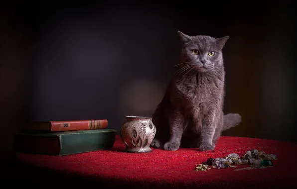 Picture cat, cat, red, the dark background, table, grey, books, fabric