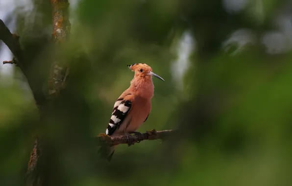 Macro, bird, bokeh, Hoopoe, Magov Marat