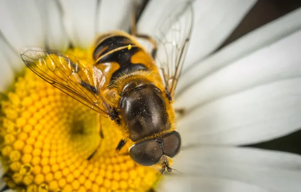 Macro, Flower, Fly, Plant, Eyes, Wings, Insect, Macro