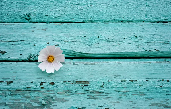 Picture flower, flowers, background, wall, Wallpaper, Board, minimalism, at least