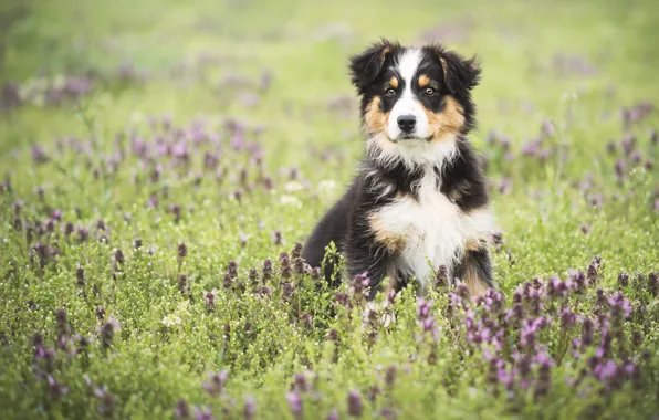 Picture field, flowers, dog, meadow, puppy, Aussie, Wallpaper from lolita777