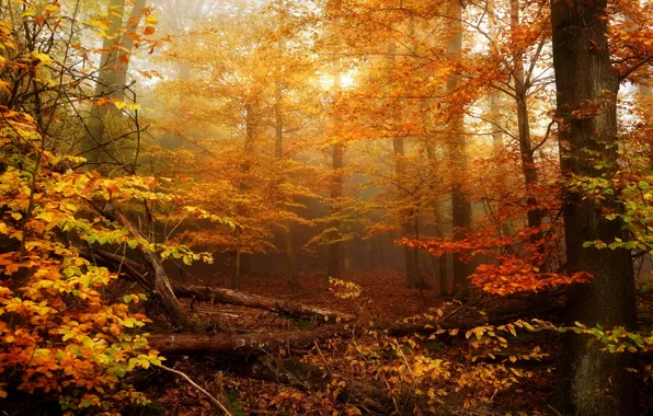 Autumn, forest, leaves, trees, branches, fog, foliage, logs