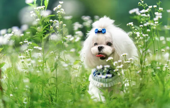 Greens, language, look, flowers, nature, glade, dog, hairstyle