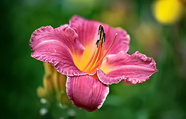 Flower, macro, pink, Lily, petals, green background, bokeh, daylilies