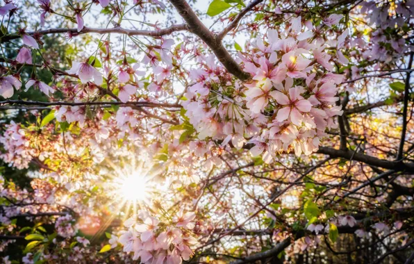 The sun, rays, light, flowers, branches, lights, tree, beauty