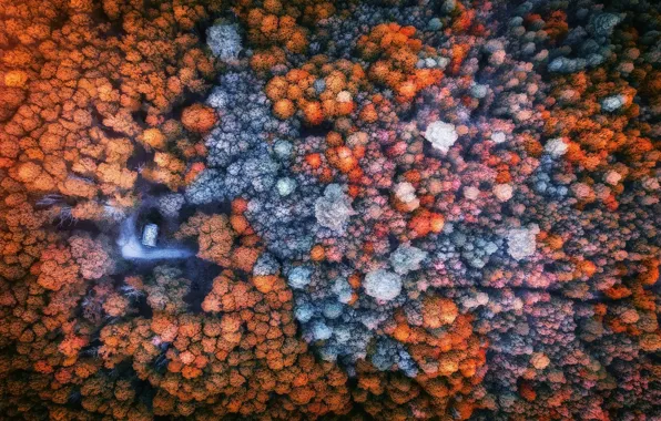 Autumn, forest, trees, house, the view from the top