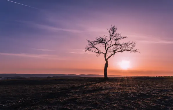 Picture field, trees, sunset