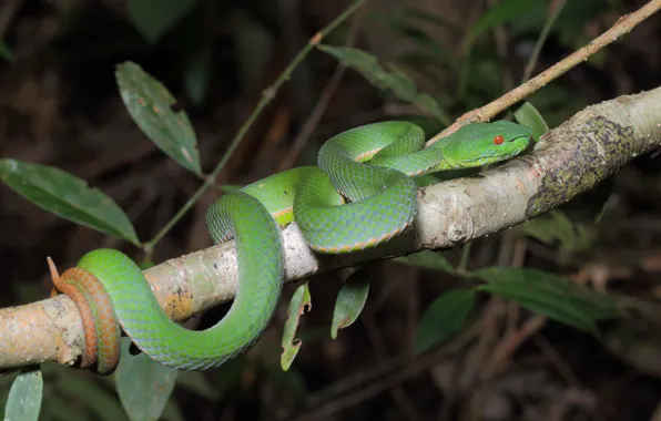 Snake, branch, green, holds tail