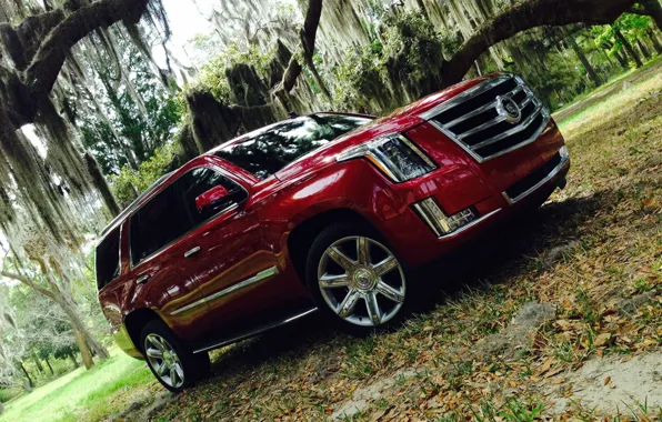 Picture forest, Cadillac, Escalade, 2015