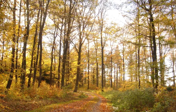 Picture autumn, forest, foliage, trail, forest, Autumn, leaves, path