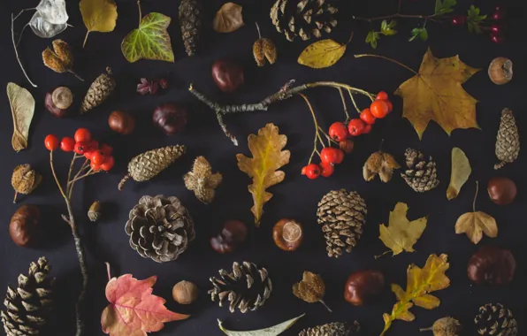 Autumn, leaves, nuts