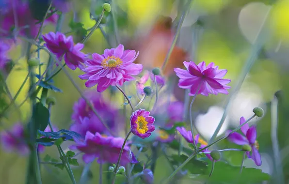 Summer, flowers, nature