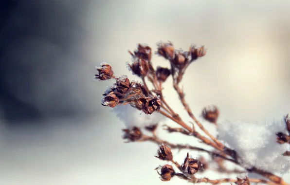 Picture frost, macro, snow, nature, plant, branch