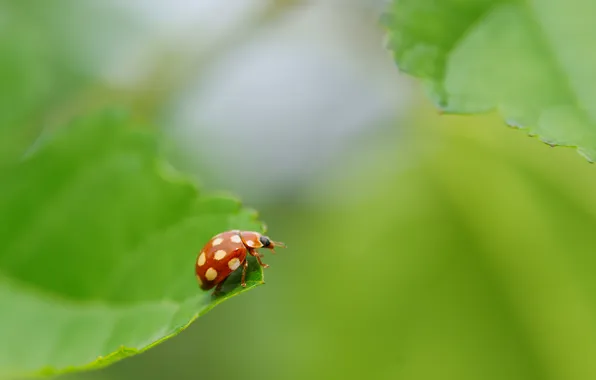 Picture macro, red, sheet, beetle