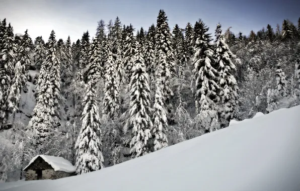 Winter, snow, trees, house