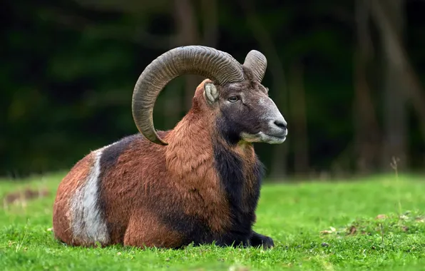 Picture big, sitting, round, horn, european, mufflon